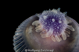 King crown Jelly taken from a distance of just a few inch... by Wolfgang Zwicknagl 